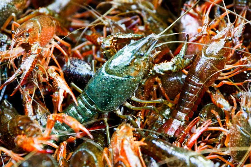 Invasive American Crayfish To Become Berlin Delicacy