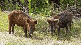 Feral Swine