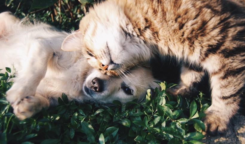 5 Reasons are Pets are Important to Us