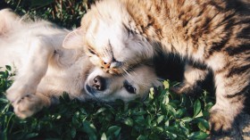 5 Reasons Pets are Important to Us