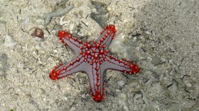 starfish 