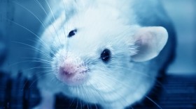 Researchers have developed a new experimental drug that prolongs the lifespan of mice genetically engineered to age more rapidly, a development that may one day lead to treating human conditions that cause accelerated aging. 