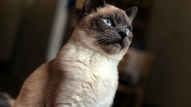 5 Weird Facts About Siamese Cats