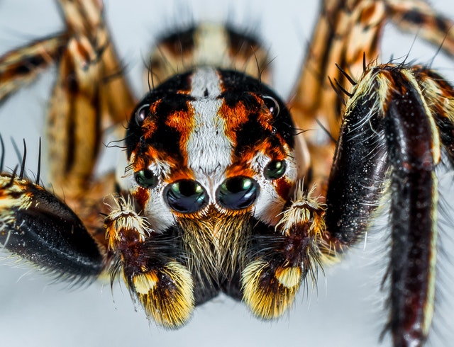 Cute' new spider species named 'Nemo' after animated fish
