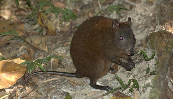  Musky rat-kangaroo in Queensland, Australia.