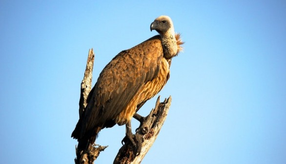 Vulture