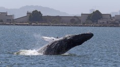 Humpback whale