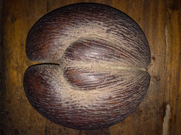 Meet the World's Largest Nut, the Coco De Mer | Nature World News