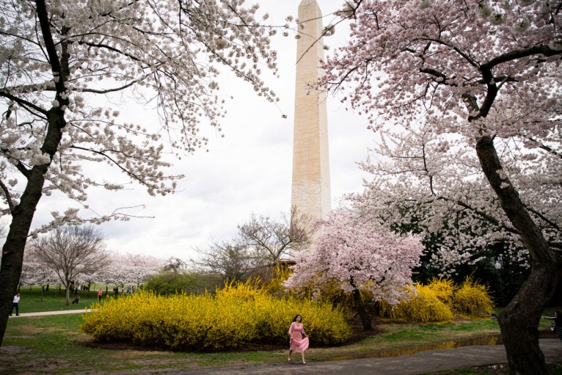 Cherry Blossoms Begin Blooming in Washington D.C.