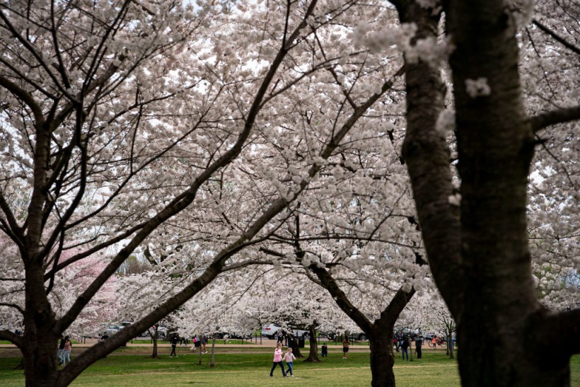 Cherry Blossoms Begin Blooming in Washington D.C.