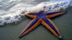 Starfish