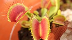 Venus flytraps