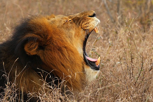 A yawning lion