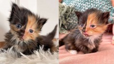 Apricot: Hybrid Kitten May Likely Be a Chimera From Two Combined Embryos