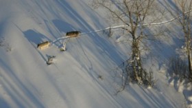 Across the last three years, researchers studying wolves in Michigan's Isle Royale National Park have counted the lowest numbers ever tallied there. 