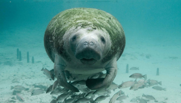 Manatee