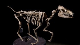 Fossilized Fossiomanus