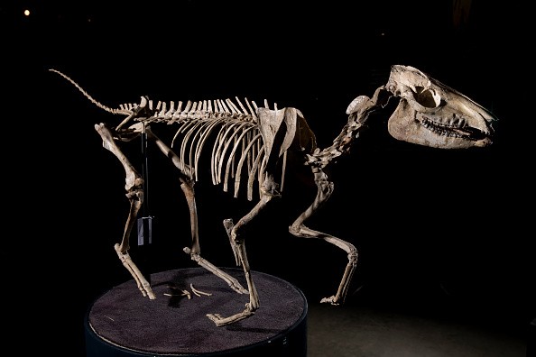 Fossilized Fossiomanus