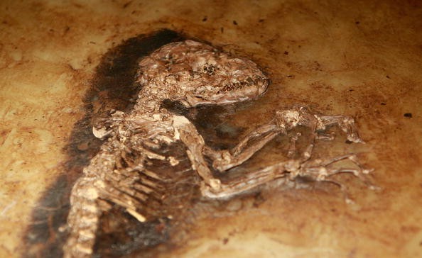 Fossilized mammal