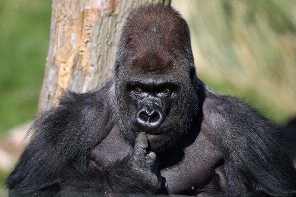 klud kæmpe Bolt Why Do Gorillas Beat Their Chest? Experts Uncover How They Use it as a Key  Signal | Nature World News