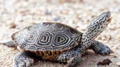 diamondback terrapin 