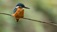 Kingfisher's Beak - The redesigned nose of a train