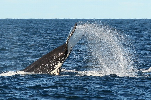 Fin of humpback whale