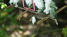 On the Galapagos Islands, Darwin's finches – the tiny birds that helped inspire Charles Darwin's theory of natural selection – are getting a life-saving assist by man