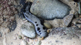 Sea cucumber at Pulau Mamutik/Tunku Abdul Rahman National Park