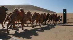Traffic Light For Camels Debuts In Dunhuang