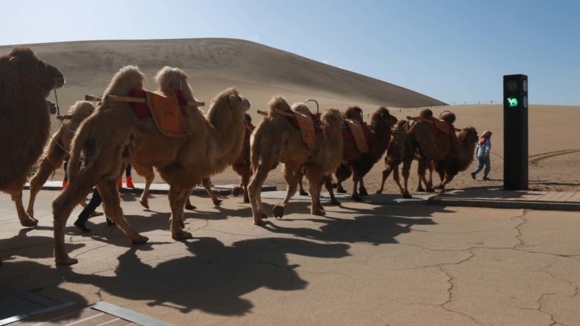 Traffic Light For Camels Debuts In Dunhuang