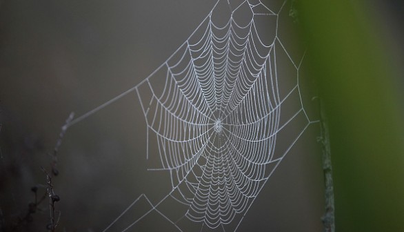 Spiderweb