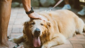 A Person petting a dog