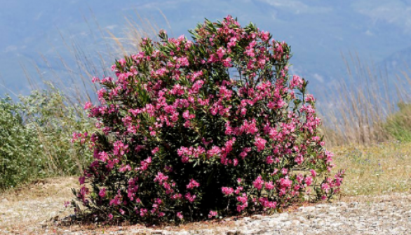 Oleander