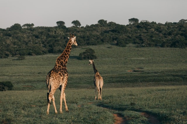 Mom & baby giraffe 
