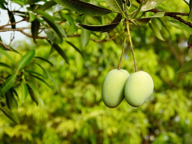 Mangoes on the tree