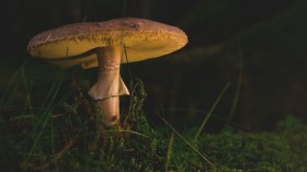 Magic Mushroom Compound Considered as Alternative Antidepressant