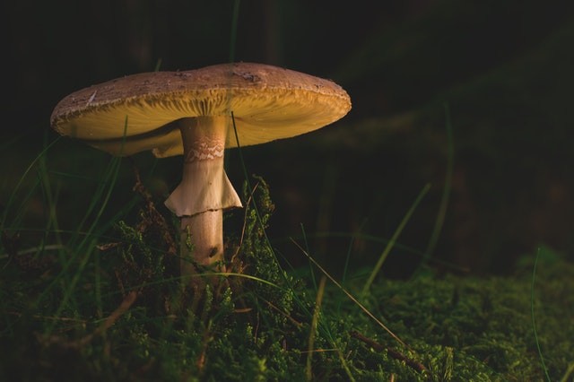 Magic Mushroom Compound Considered as Alternative Antidepressant