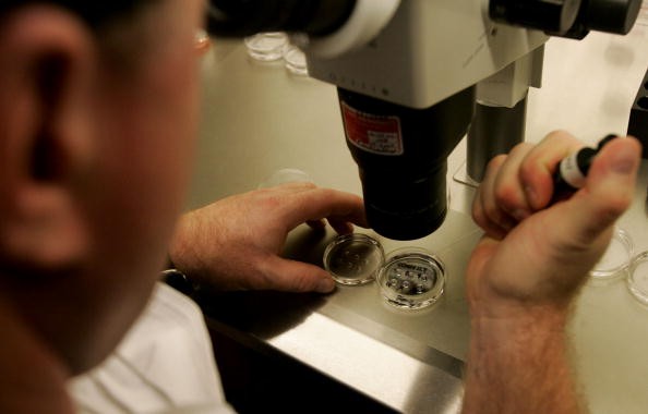 Examination of human-animal embryos