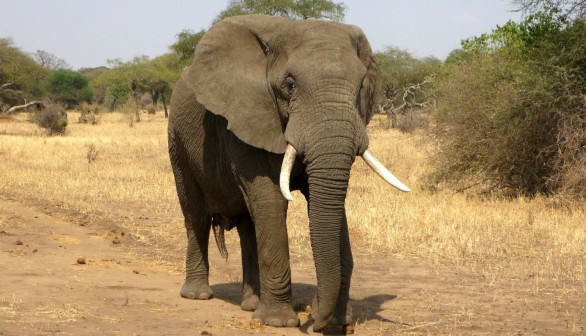 Will Namibia's Elephant Auction Really Improve Conservation?