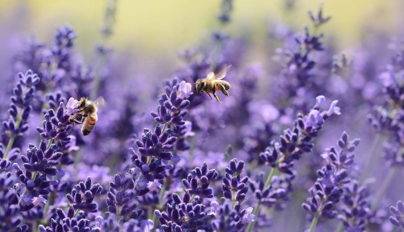 Banned Bee-Killing Pesticide Allowed for Special Use in England