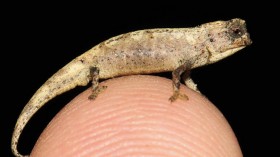 Miniature Chameleon Believed to be World’s Smallest Reptile