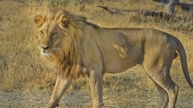 Suspected Poisoning and Dismemberment: Lions Found Dead in Natural Park