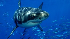 great white shark