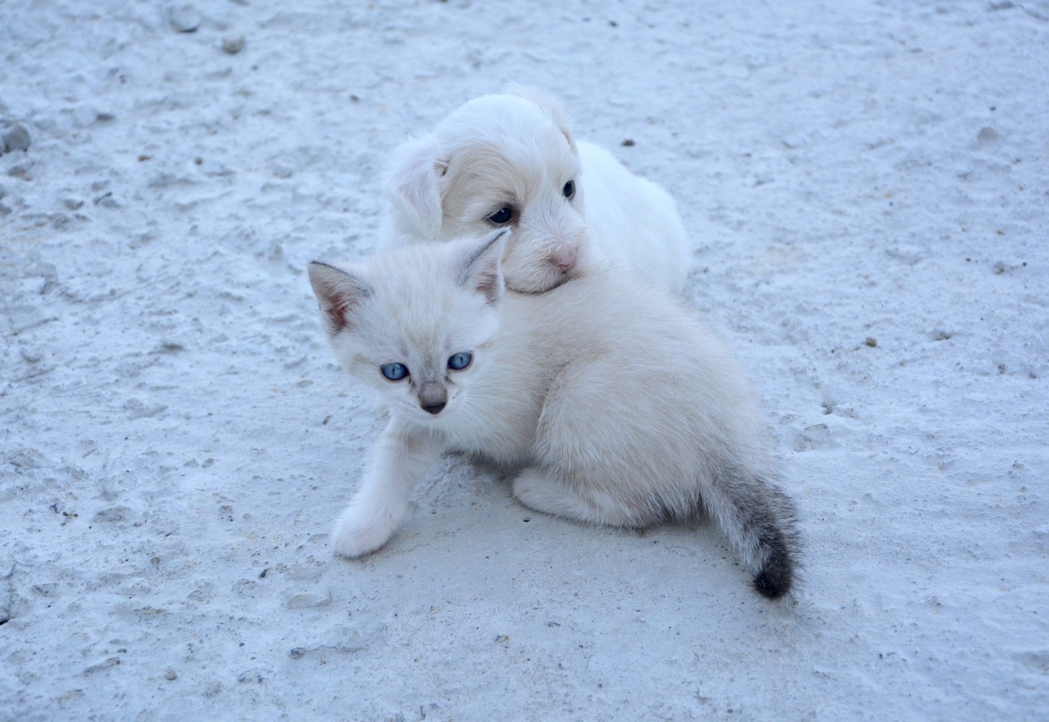 are cats brains more similar to dogs or humans