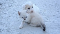 The Difference between the Brain of a Cat and a Dog