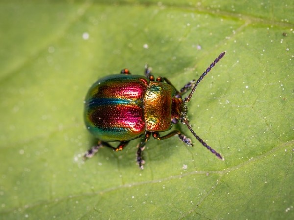 Beetles That Pee Themselves to Death Could Be the Future ...