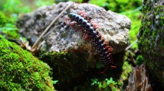 New Species of Huge Amphibious Centipedes Discovered