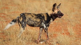 African Wild Dogs can Communicate by Sneezing