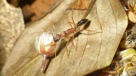 Ants can Shrink and Enlarge their Brains at Will